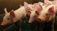 L'élevage porcin en Normandie avec des petits porcelets